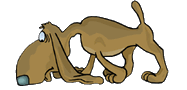 Bird Dog