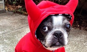 Halloween Pet Contest