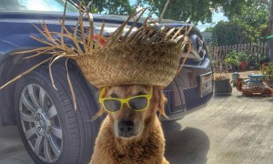 Halloween Pet Contest