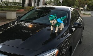 Halloween Pet Contest