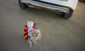 Halloween Pet Contest