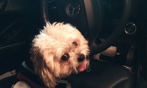 Halloween Pet Contest