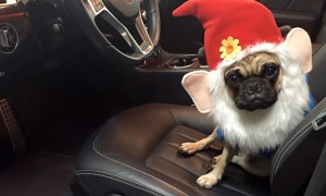 Halloween Pet Contest