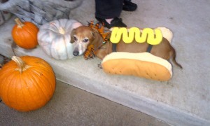Halloween Pet Contest