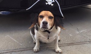 Halloween Pet Contest