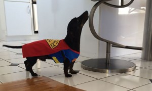 Halloween Pet Contest