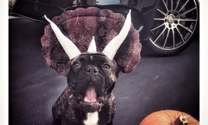 Halloween Pet Contest