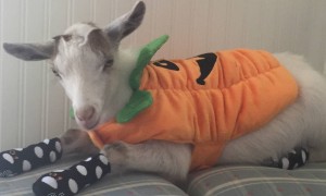 Halloween Pet Contest