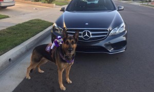 Halloween Pet Contest