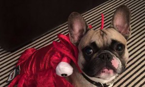 Halloween Pet Contest