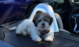 Halloween Pet Contest