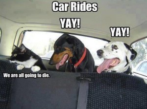 Funny-Pet-60
